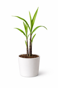 Tebuhitam™ Black Cane Seedling (Fast Growing Variety)